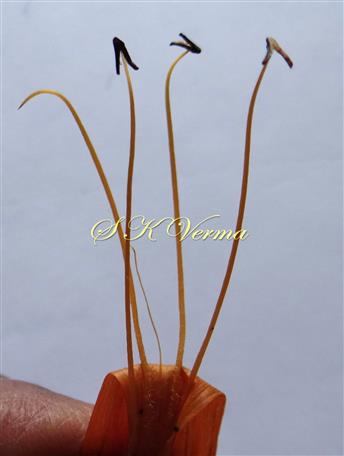  Four stamens and 1 staminode